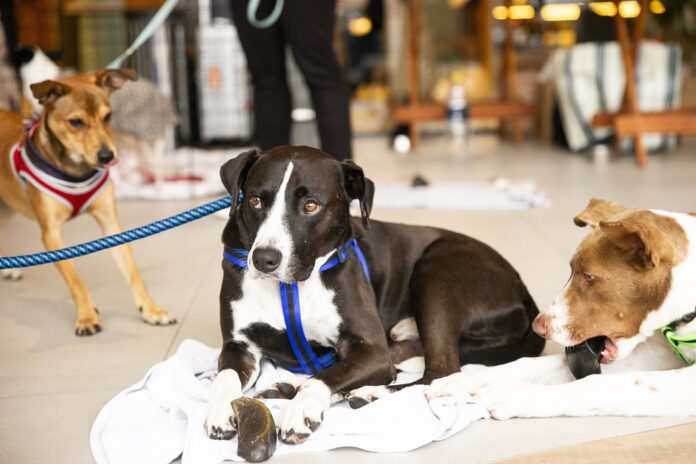 Mercadão de Coqueiros recebe feira de adoção de cães neste sábado (22)